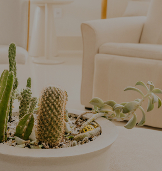 calm photo of cactus on a table with a couch in the background