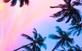palm trees with neon lights