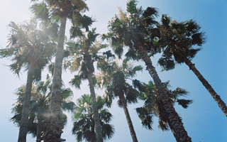 looking up at the sky with tops of palm trees
